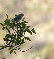 Ruby-crowned Kinglet